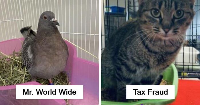 “We’re Cooked Chat”: 85 Completely Unhinged But Also Amusing Pet Names