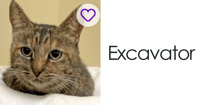 “We’re Cooked Chat”: 85 Completely Unhinged But Also Amusing Pet Names