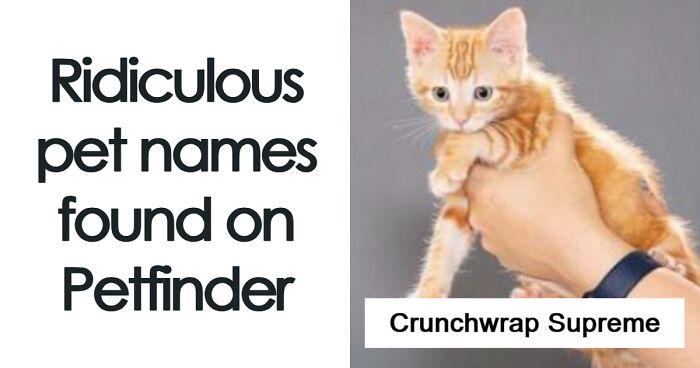 “We’re Cooked Chat”: 85 Completely Unhinged But Also Amusing Pet Names