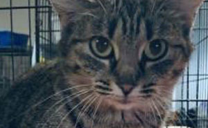 85 Times Pets Got Such Great Names, The People Who Came Up With Them Deserved Awards