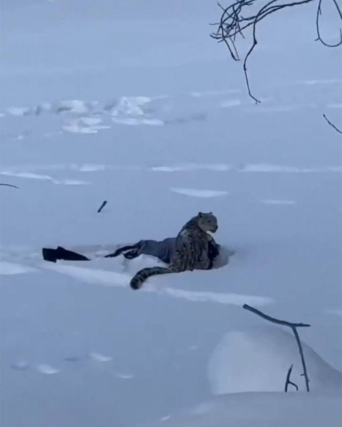 Snow leopard attacking skier lying in deep snow during a close encounter captured on a viral video.