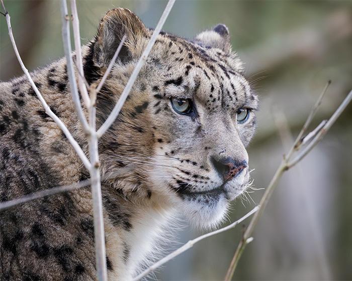Close-up of a snow leopard in natural habitat, showing detailed facial features and fur patterns.