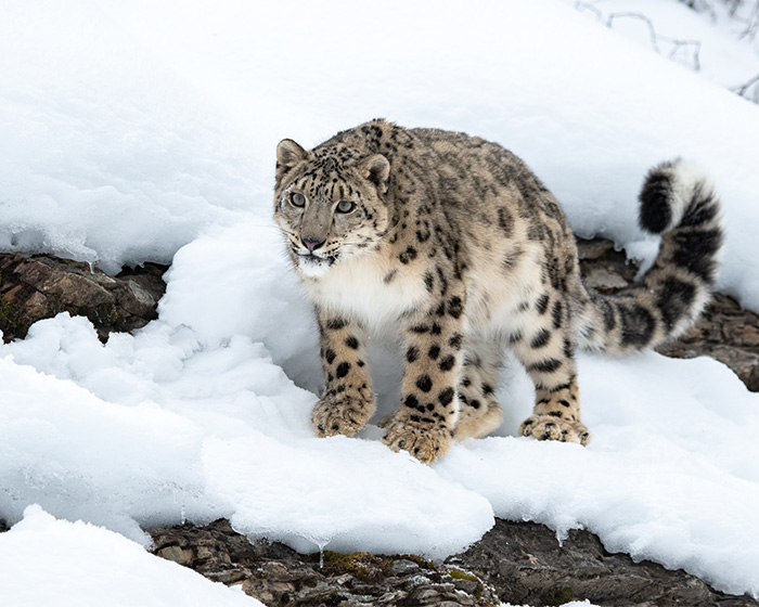 Snow leopard standing on snow-covered rocks in a mountainous area, highlighting the wild predator in its natural habitat.