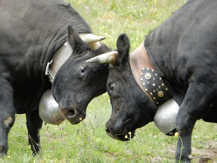 Two black bulls headbutting in a grassy field as part of strange traditions from around the world.