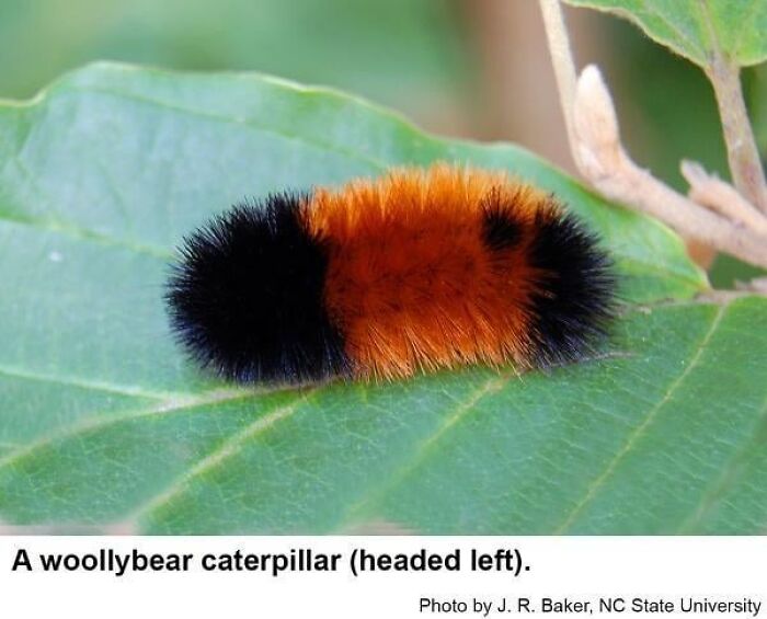 A woollybear caterpillar on a green leaf, illustrating one of the strange traditions from around the world.