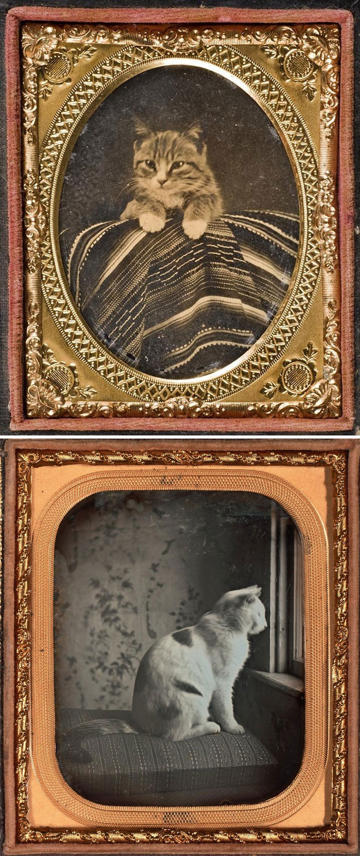 Two Victorian era photos of cats in ornate vintage frames, highlighting unique and amazing posts from the Victorian era.