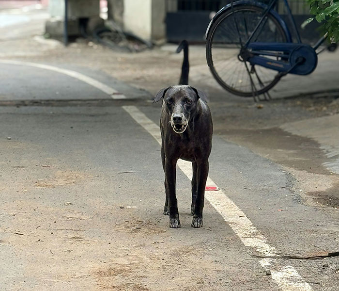 Black dog walking on street with bicycle in background, a weird moment people still can't explain witnessed outdoors.