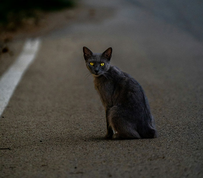 Gray cat with glowing yellow eyes sitting on a dark road at dusk, capturing a weird and unexplained moment.
