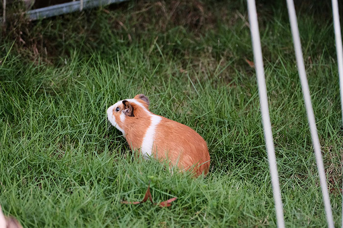 Guinea pig sitting on green grass, an unusual sight that people witnessed and still can't explain what happened.