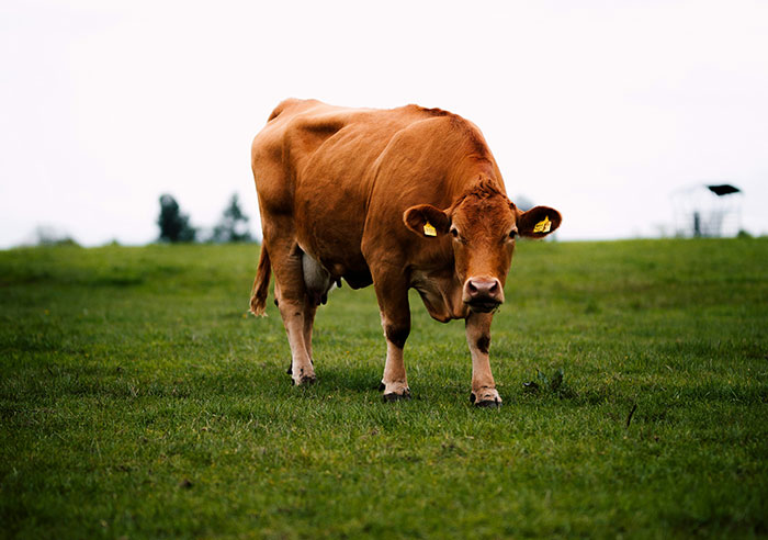 Brown cow standing alone in a green field, a weird sight people witnessed they still can't explain clearly.