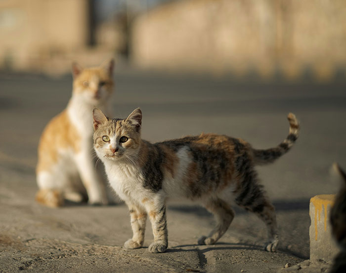 Two cats on a street scene capturing a weird moment people witnessed they still can't explain.