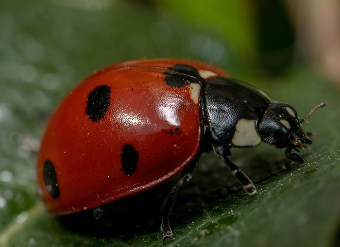 Close-up of a ladybug on a leaf, an example of weird nature moments people witnessed they still can't explain.