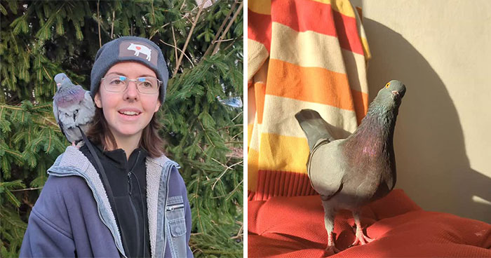 This Woman Refused To Give Up On An Injured Pigeon, And The Result Is Purely Heartfelt (22 Pics)