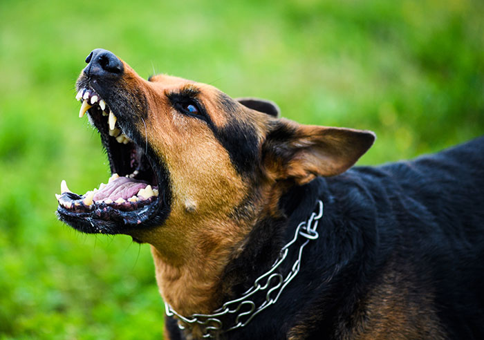 Aggressive dog barking outdoors with mouth open showing teeth, illustrating themes of medical conditions that can't be cured.