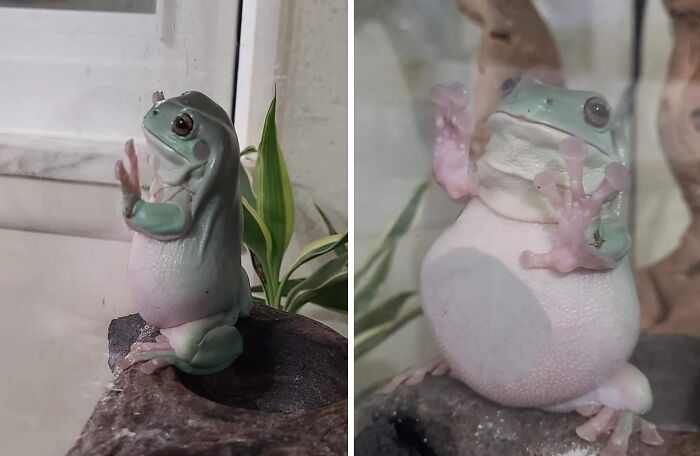 Funny frog moments caught on camera showing unique poses and expressions in natural indoor setting with plant and rock.