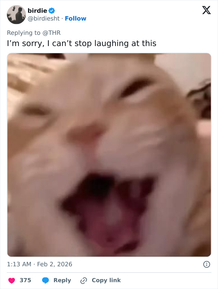 Close-up of a cat with mouth open, caption referencing Jamie Foxx’s Grammy red carpet weird moment with Chappell Roan. Close-up of a cat with mouth open, caption referencing Jamie Foxx’s Grammy red carpet weird moment with Chappell Roan.