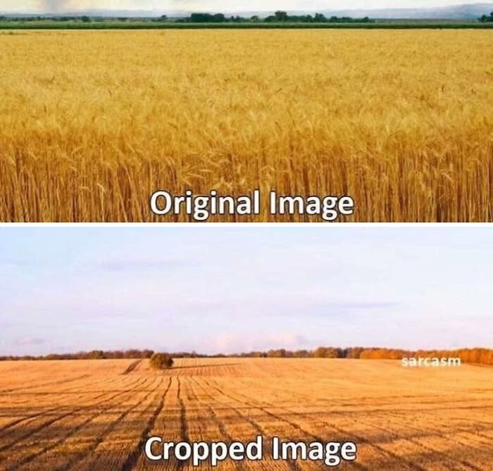 Funny meme comparing an original wheat field image with a cropped version, illustrating a humorous moment without energy.