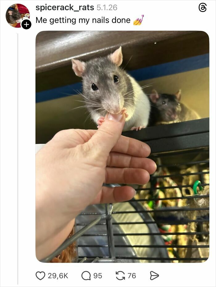 Pet rat nibbling a finger, humorously depicting getting nails done, highlighting savage replies about girls not getting nails done.