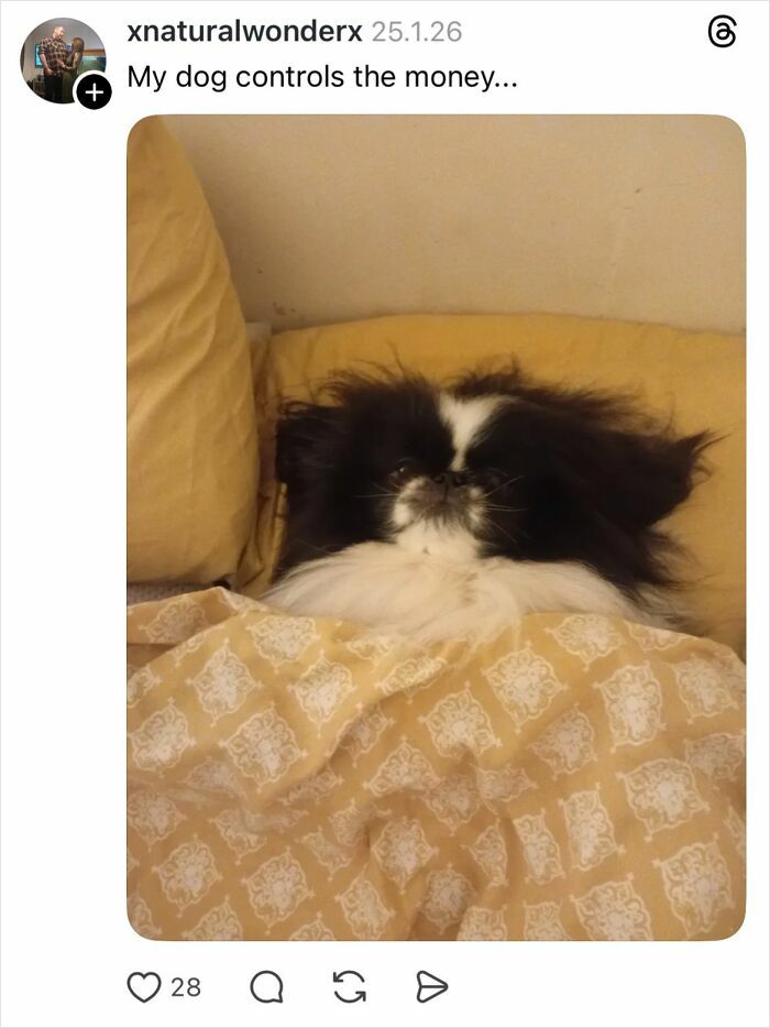 Small black and white dog lying under a yellow patterned blanket, representing savage replies about girls and nails.