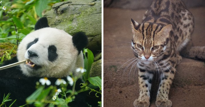 The Smell Is Horrible: Animals That Zookeepers Dread Looking After