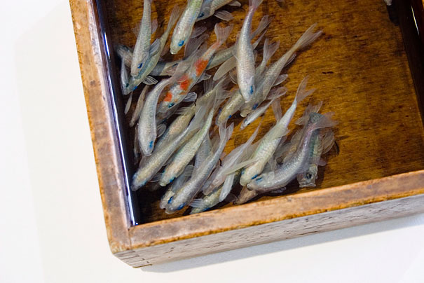 Breathtaking 3D Goldfish Paintings by R. Fukahori