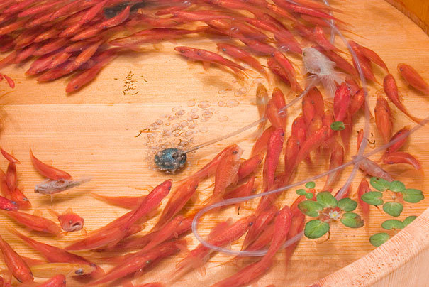 Breathtaking 3D Goldfish Paintings by R. Fukahori