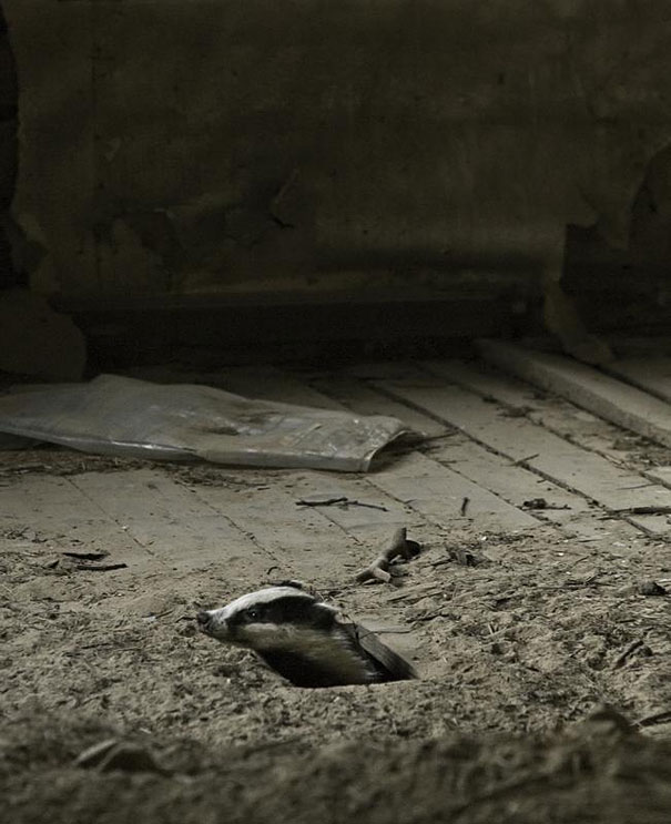 Abandoned House in the Woods Taken Over by Wild Animals