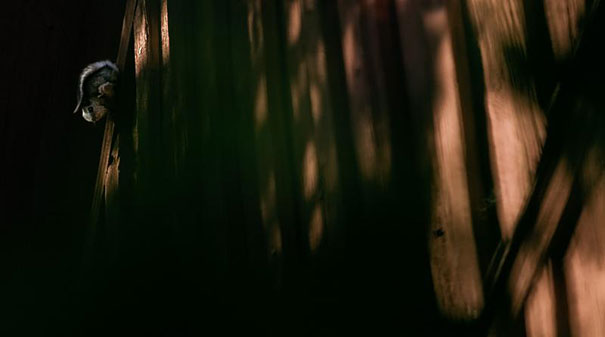 Abandoned House in the Woods Taken Over by Wild Animals Abandoned House in the Woods Taken Over by Wild Animals