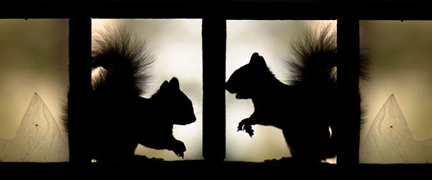 Abandoned House in the Woods Taken Over by Wild Animals Abandoned House in the Woods Taken Over by Wild Animals