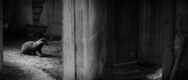 Abandoned House in the Woods Taken Over by Wild Animals Abandoned House in the Woods Taken Over by Wild Animals