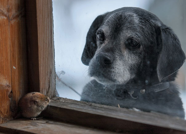 Abandoned House in the Woods Taken Over by Wild Animals