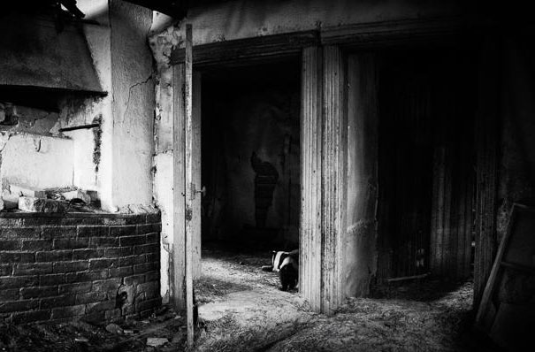 Abandoned House in the Woods Taken Over by Wild Animals