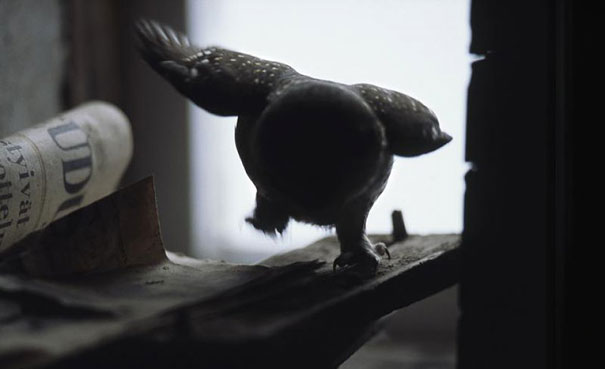 Abandoned House in the Woods Taken Over by Wild Animals Abandoned House in the Woods Taken Over by Wild Animals