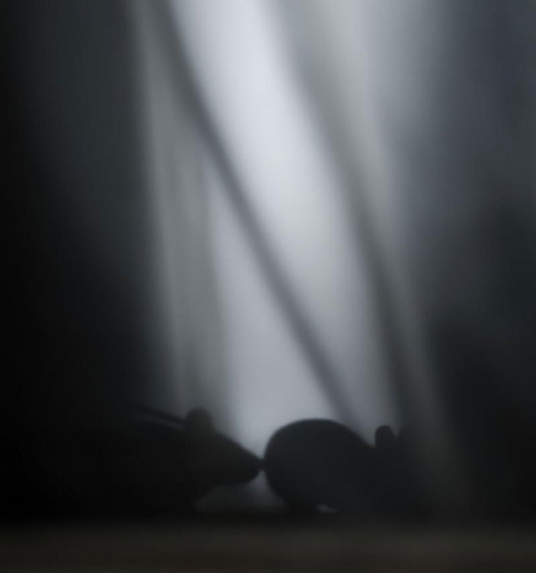 Abandoned House in the Woods Taken Over by Wild Animals Abandoned House in the Woods Taken Over by Wild Animals