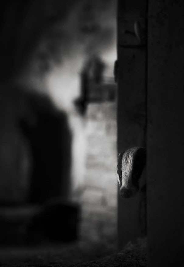 Abandoned House in the Woods Taken Over by Wild Animals