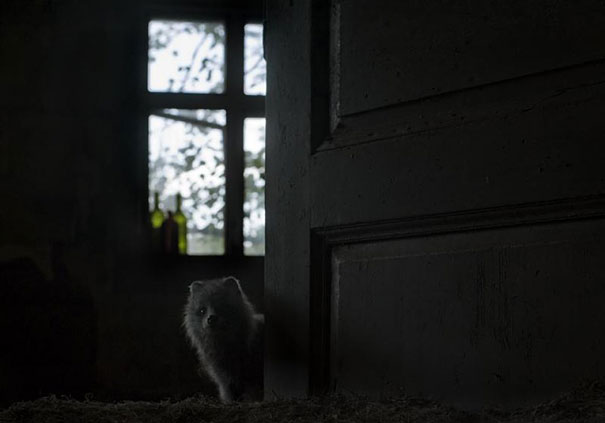 Abandoned House in the Woods Taken Over by Wild Animals