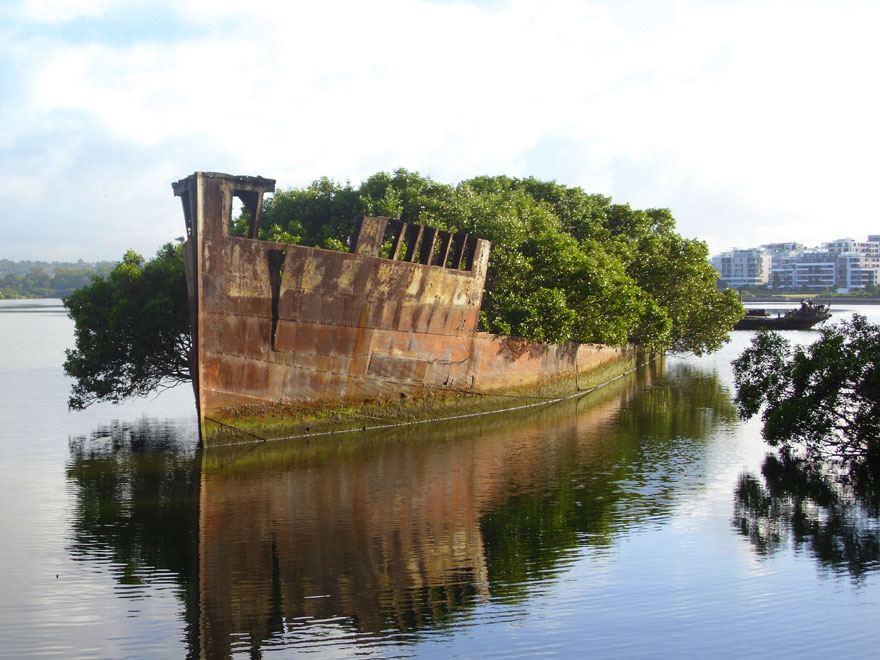 Floating forest on a 102-year-old shipwreck in Sydney's bay, surrounded by lush greenery and calm waters.