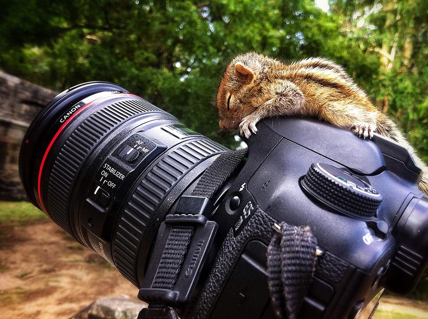 Abandoned Baby Squirrel Rescued By Filmmaker, Becomes Best Friend