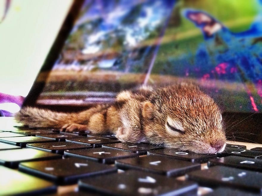 Abandoned Baby Squirrel Rescued By Filmmaker, Becomes Best Friend