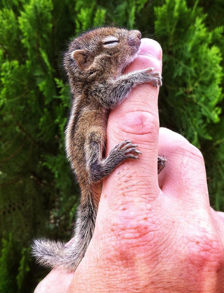 Abandoned Baby Squirrel Rescued By Filmmaker, Becomes Best Friend