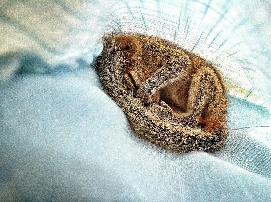 Abandoned Baby Squirrel Rescued By Filmmaker, Becomes Best Friend