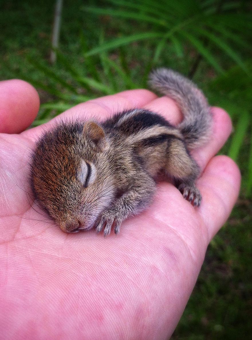 Abandoned Baby Squirrel Rescued By Filmmaker, Becomes Best Friend