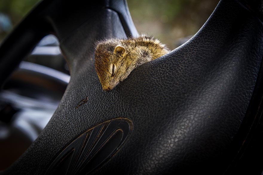 Abandoned Baby Squirrel Rescued By Filmmaker, Becomes Best Friend