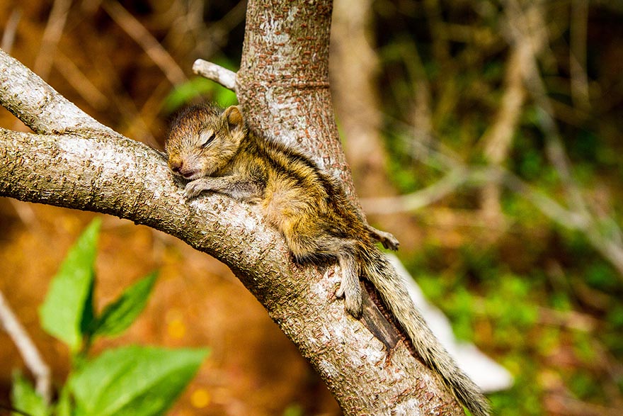 Abandoned Baby Squirrel Rescued By Filmmaker, Becomes Best Friend Abandoned Baby Squirrel Rescued By Filmmaker, Becomes Best Friend