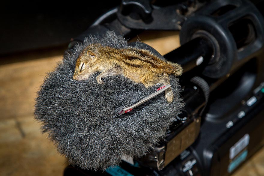 Abandoned Baby Squirrel Rescued By Filmmaker, Becomes Best Friend