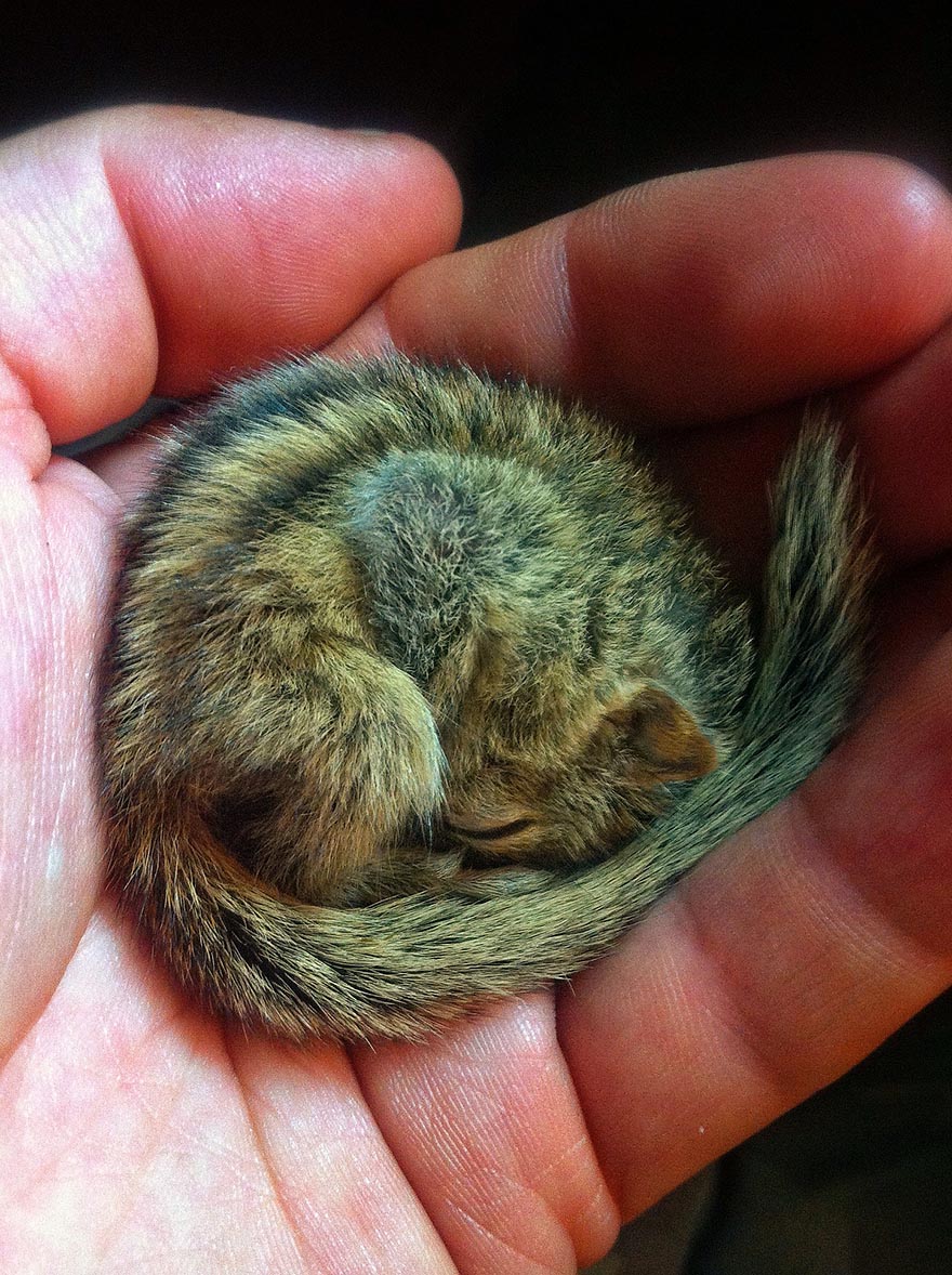 Abandoned Baby Squirrel Rescued By Filmmaker, Becomes Best Friend Abandoned Baby Squirrel Rescued By Filmmaker, Becomes Best Friend