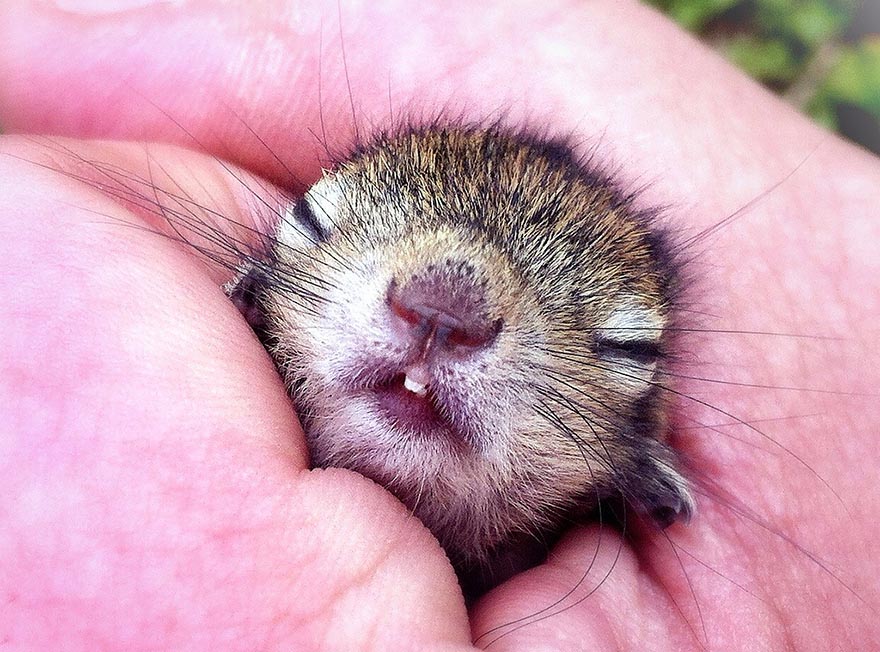 Abandoned Baby Squirrel Rescued By Filmmaker, Becomes Best Friend