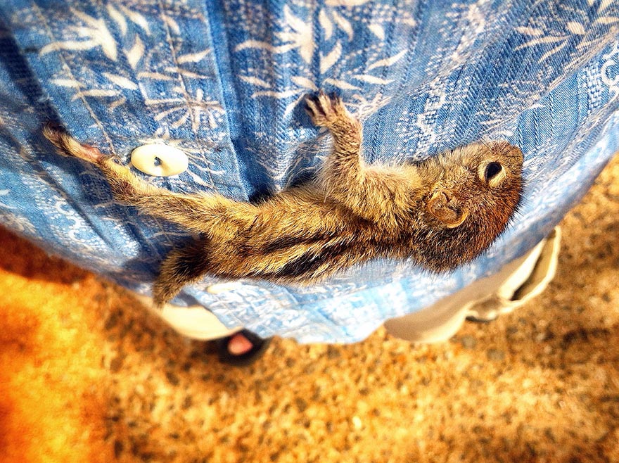 Abandoned Baby Squirrel Rescued By Filmmaker, Becomes Best Friend