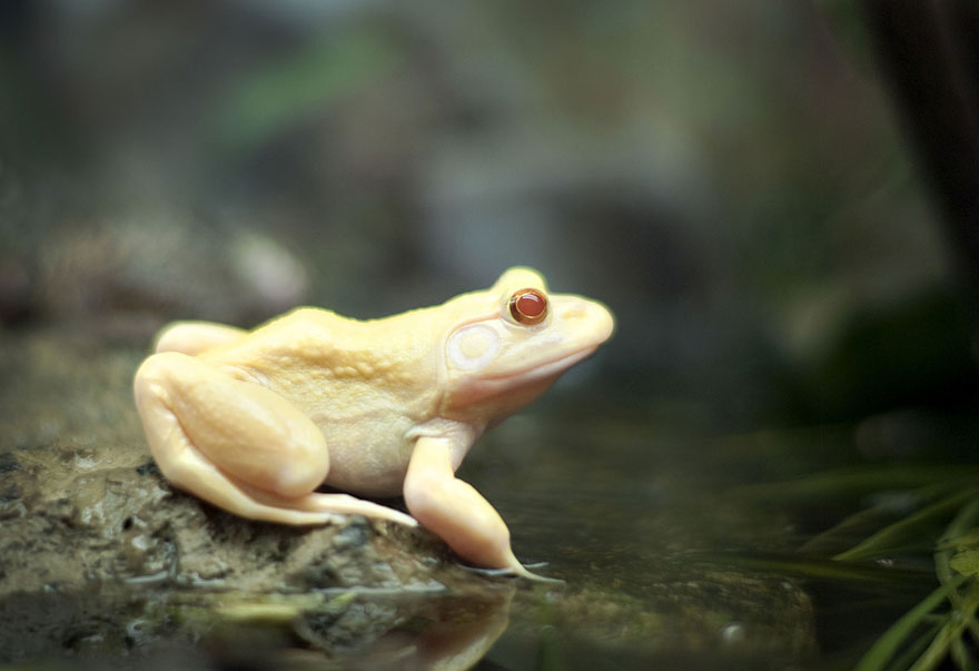 When Nature Runs Out Of Paint: 25 All-White Animals