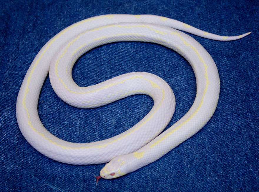 When Nature Runs Out Of Paint: 25 All-White Animals When Nature Runs Out Of Paint: 25 All-White Animals